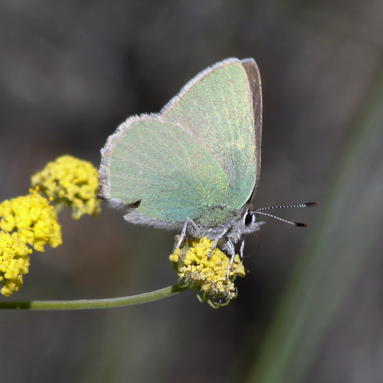 Photo of Callophrys affinis by Libby & Rick Avis
